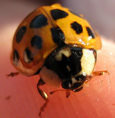 Marienkäfer auf Finger von Tochter.jpg