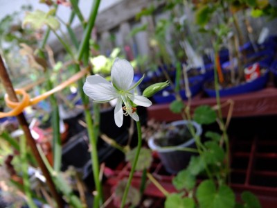 DSCF6129.JPG