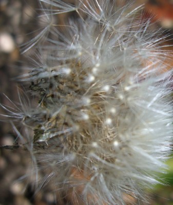 CIMG1470 - Kopie.JPG