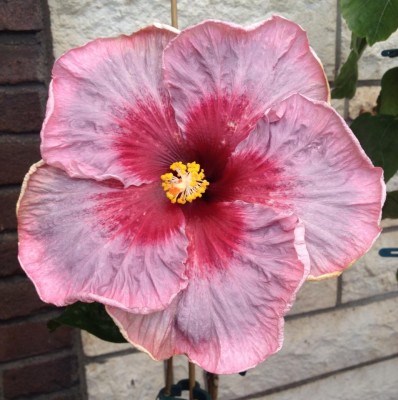 Tah. Purple Pansy.jpg