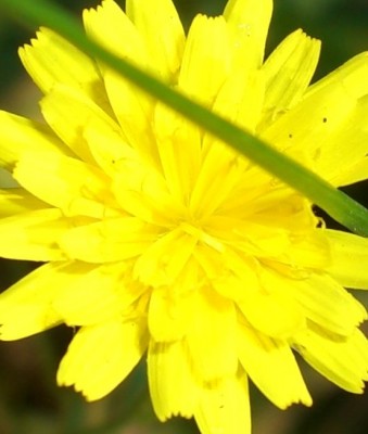 CIMG1463 - Kopie.JPG