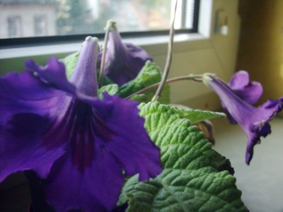 Streptocarpus parviflorus mit Samenstand.JPG