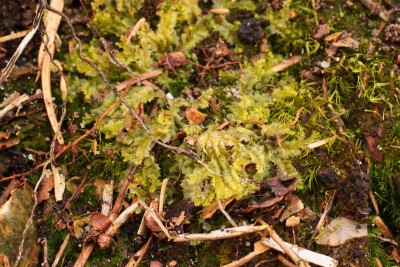Lophocolea bidentata neu (1).JPG