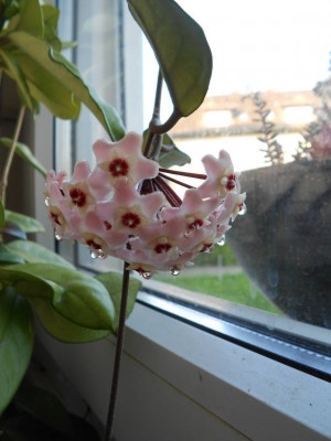 Hoya carnosa 6.7.13k.JPG