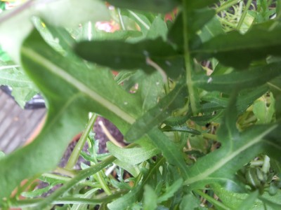 20130710_123621.jpg