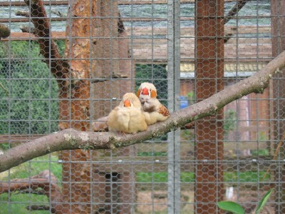 Bilder Zuchtanlage für Marius 062.jpg