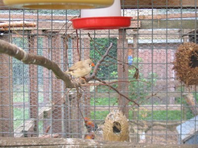 Bilder Zuchtanlage für Marius 045.jpg