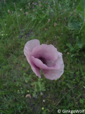 Papaver_rhoeas_lila.JPG