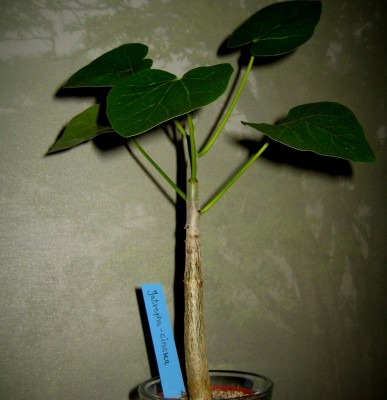 2013-1-2801.jpg