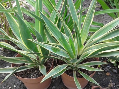 Yucca gloriasa variegata.jpg