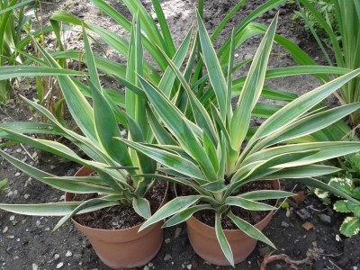 Yucca gloriasa variegata neu 10.07.13.jpg