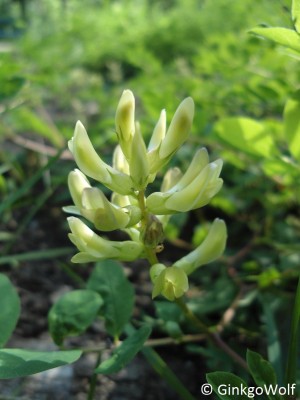 Astragalus_glycyphyllos.JPG