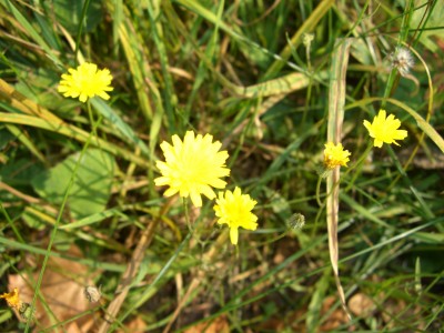 CIMG1462 - Kopie.JPG