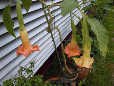 mon amoure de m..JPG