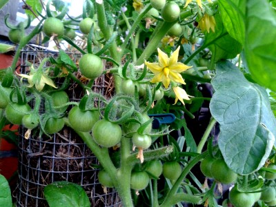 Tomaten.jpg