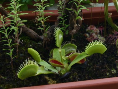 dionaea.jpg