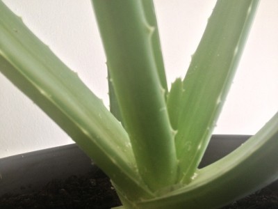 aloe vera direkt Bio Aloe Vera Direktsaft, keine Rückverdünnung – WILD BABOON main image 0