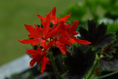 Pellis2013 232yy.jpg