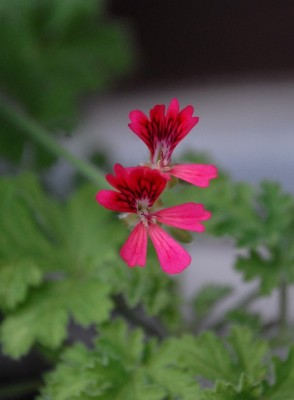 Pellis2013 227yy.jpg
