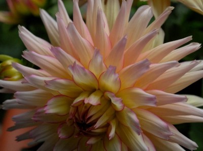 Dahlia213 042yy.jpg
