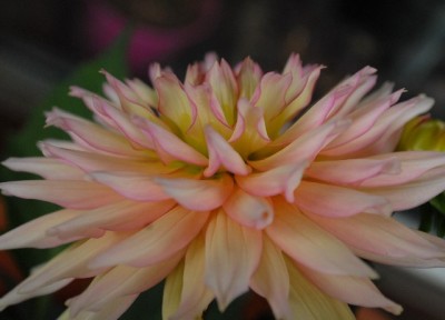 Dahlia213 041yy.jpg