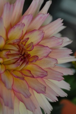 Dahlia213 040yy.jpg