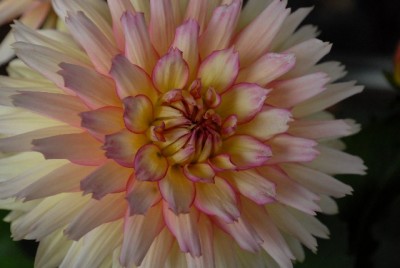 Dahlia213 039yy.jpg