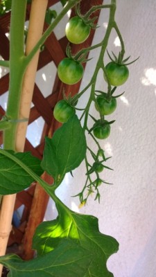 WP_20130709_011.jpg