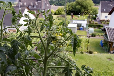 Tomatenbluete_1.jpg