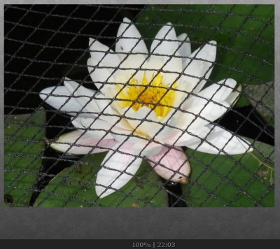 Teichrose hinter Gittern.JPG