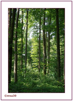 Wald9.jpg
