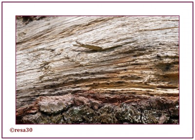Wald8.jpg