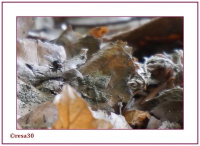 Wald7.jpg