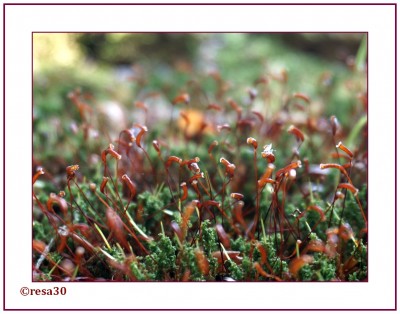Wald6.jpg