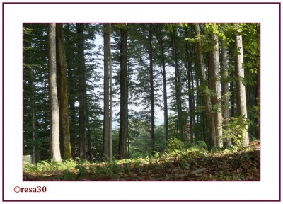 Wald5.jpg