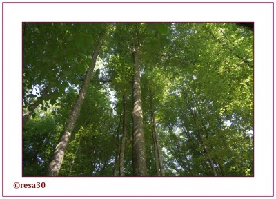 Wald4.jpg