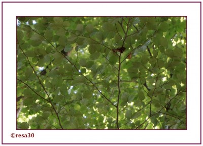 Wald3.jpg