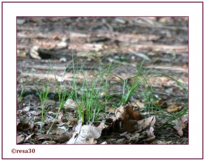 Wald1.jpg
