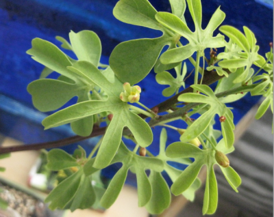 Adnia Glauca 13.07.13 (2).png