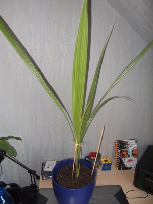 Palme - Kopie.JPG