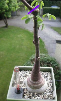 Adnenia Glauca (3).png