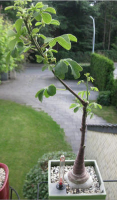 Adenia Glauca (2).png