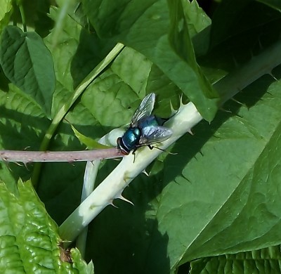 DSCF6402 (800x780).jpg