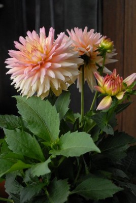 Dahlia213 046yy.jpg