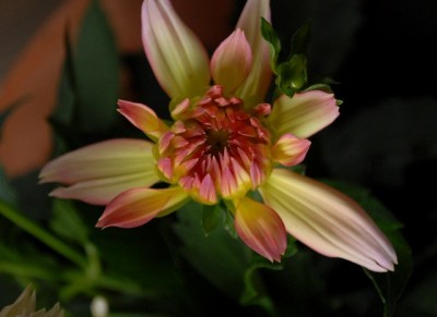 Dahlia213 045yy.jpg