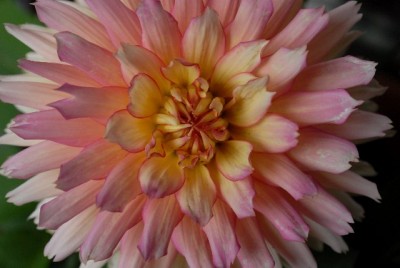 Dahlia213 044yy.jpg