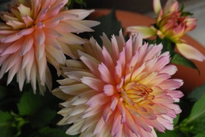 Dahlia213 043yy.jpg