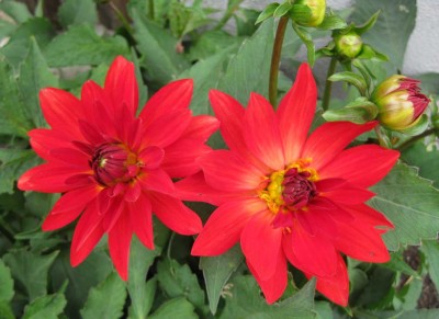 Zwergdahlie rot_9445.jpg