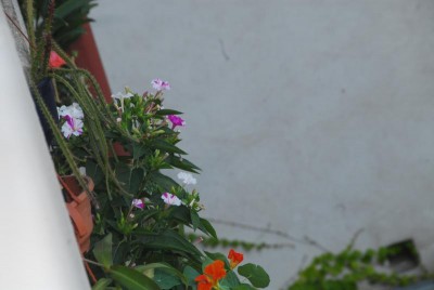 DSC_0059_Mirabilis.jpg
