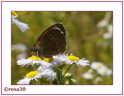 Schmetterling1.jpg